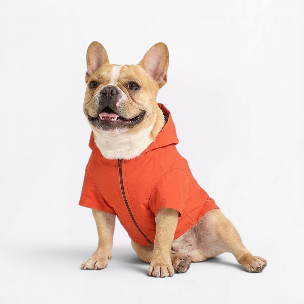 Leash opening on a French Bulldog raincoat for clipping to a harness underneath