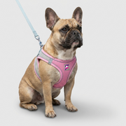 French Bulldog Reflective Mesh Harness & Leash Set | Frenchie Night Mesh Set