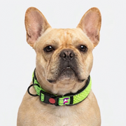 French Bulldog Reflective No-Pull Collar | Frenchie Night-Safe Collar