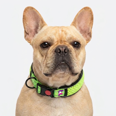 French Bulldog Reflective No-Pull Collar | Frenchie Night-Safe Collar