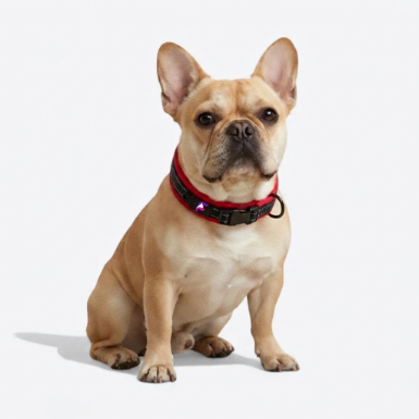 French Bulldog Reflective Soft Padded Collar | Frenchie Comfort Night Collar