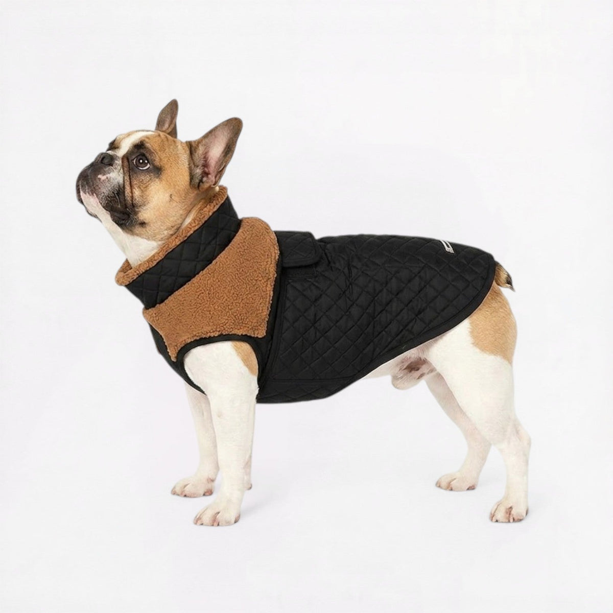 Sherpa lined French Bulldog winter jacket in Lake Blue