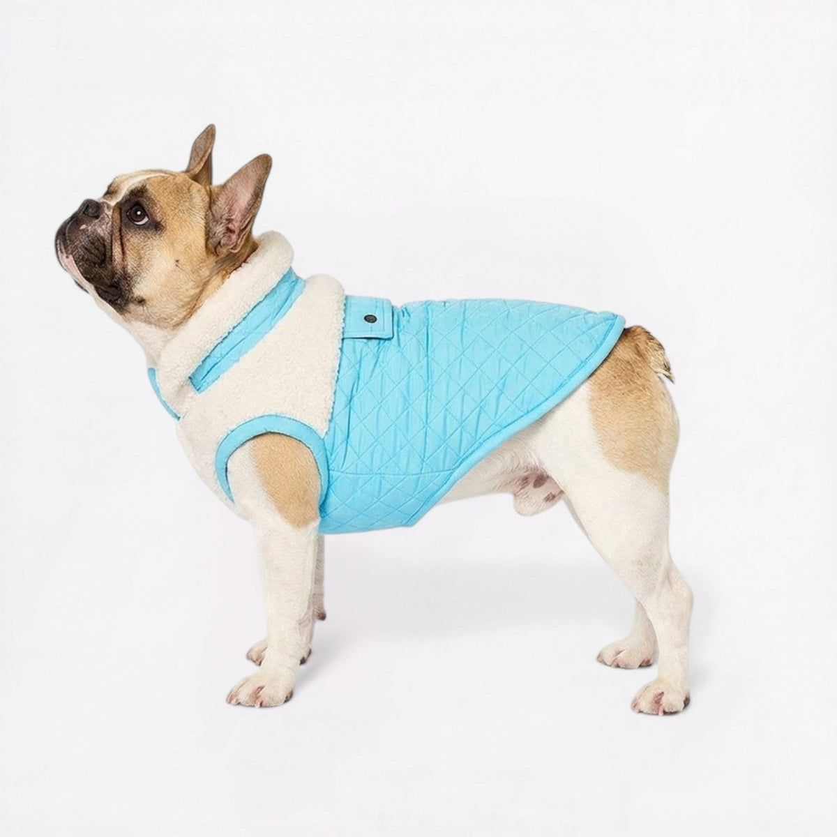French Bulldog winter jacket with a deep sherpa lining for cold walks