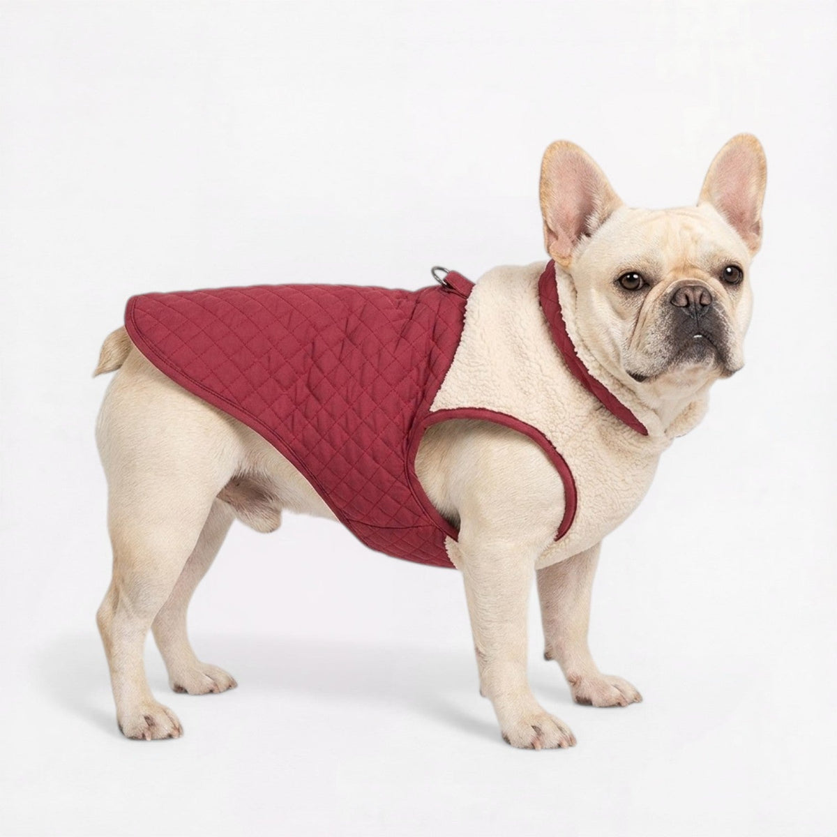 French Bulldog sherpa jacket with a snap-button closure