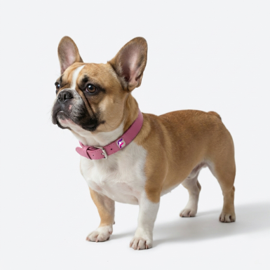 French Bulldog Soft Microfiber Leather Collar | Frenchie Everyday Collar
