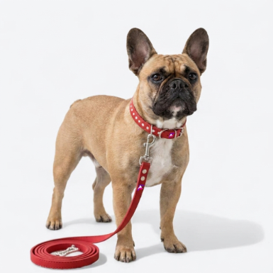 French Bulldog Sparkle Collar & Leash Set | Frenchie Velvet Glam Set