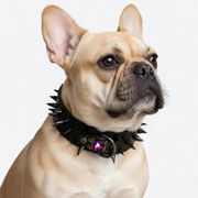 French Bulldog Spiked Rivet Collar & Leash Set | Frenchie Fierce Style Set
