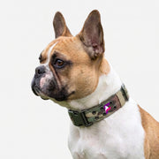 French Bulldog Tactical Military-Style Collar | Frenchie Heavy-Duty Working Collar