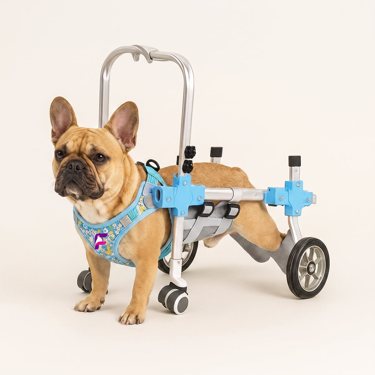 French Bulldog Wheelchair Harness | Frenchie Mobility Support