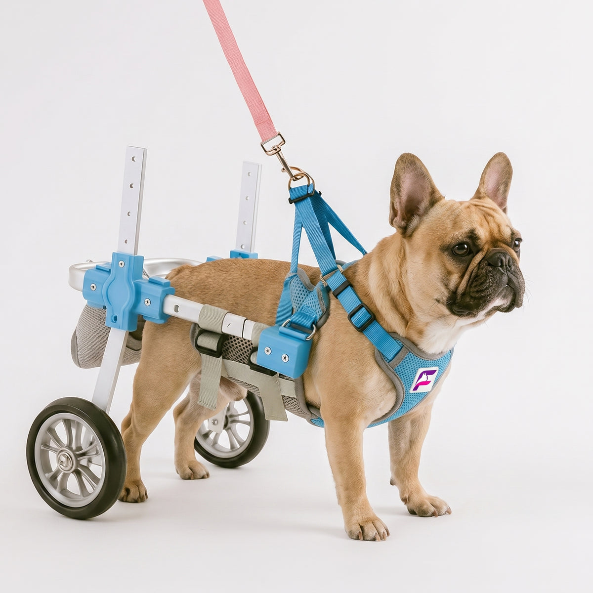 French Bulldog Wheelchair Harness | Frenchie Mobility Support