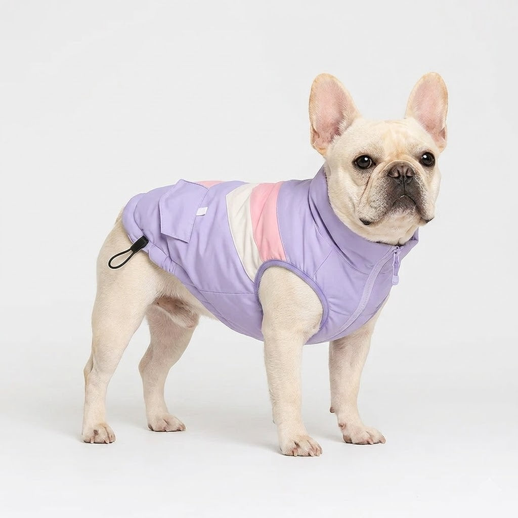 French Bulldog padded winter coat with a windproof outer and colour-block styling