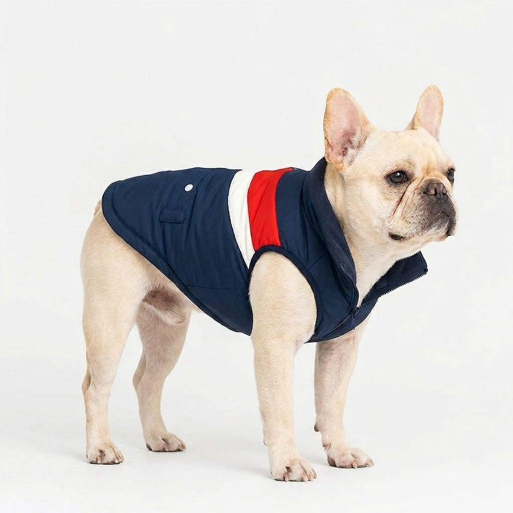 Windproof French Bulldog coat with padded cotton fill for genuine cold weather warmth