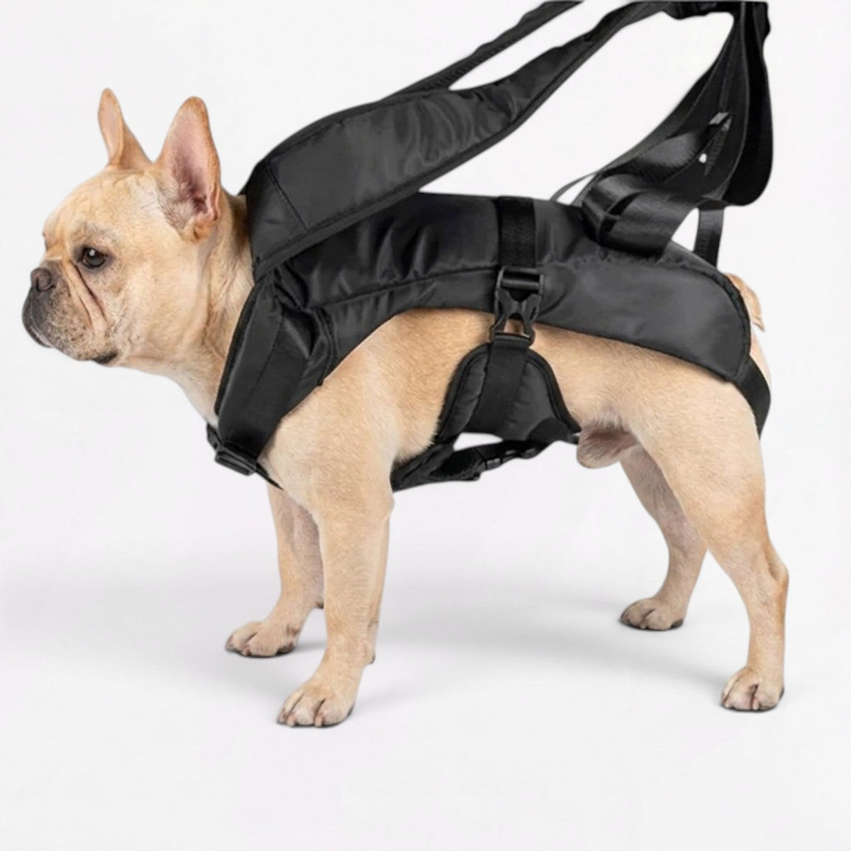 Front-facing carrier backpack for French Bulldogs with a shaped seated base