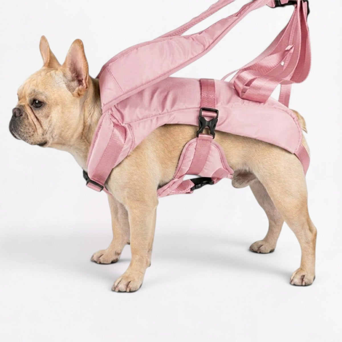 French Bulldog carrier backpack with wide padded shoulder straps and waist buckle