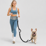 Hands-free waist belt and bungee leash set for French Bulldogs