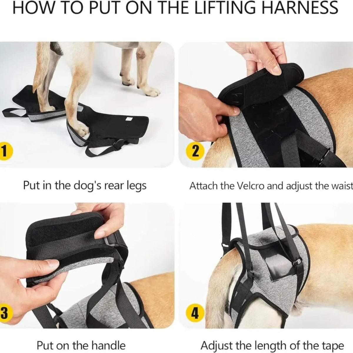 Frenchie hind leg support harness with a velcro waist closure