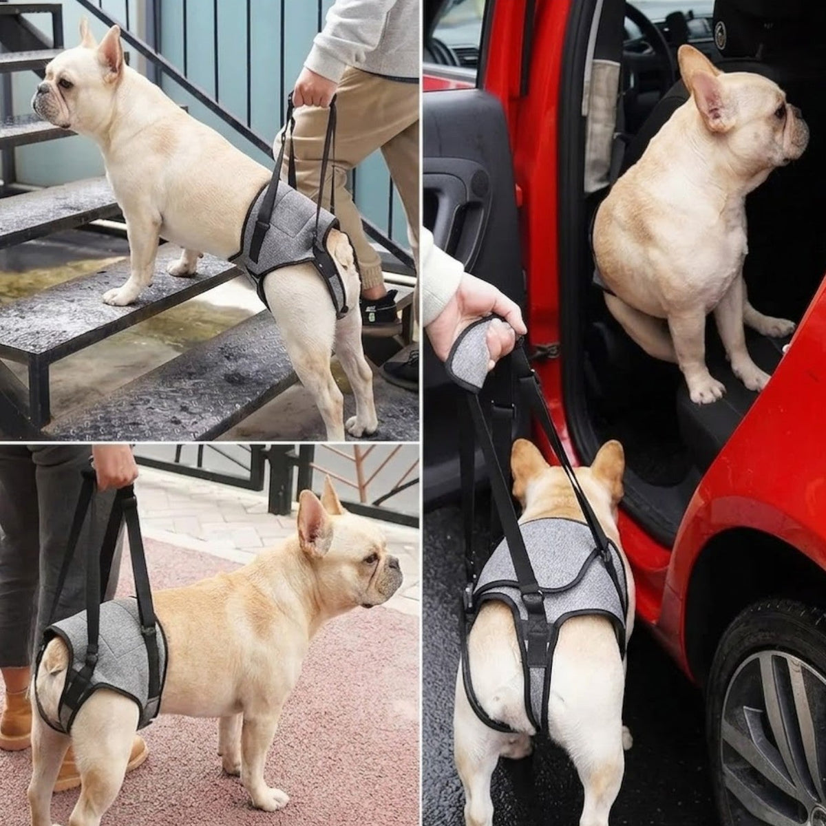 Lined rear-leg lift harness for Frenchies in sizes S, M, L and XL