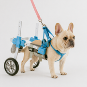 French Bulldog wheelchair with an adjustable aluminium frame and a padded mesh harness