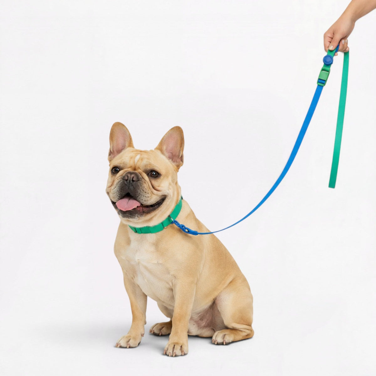 Soft, flexible Frenchie collar that resists mud, moisture and odors