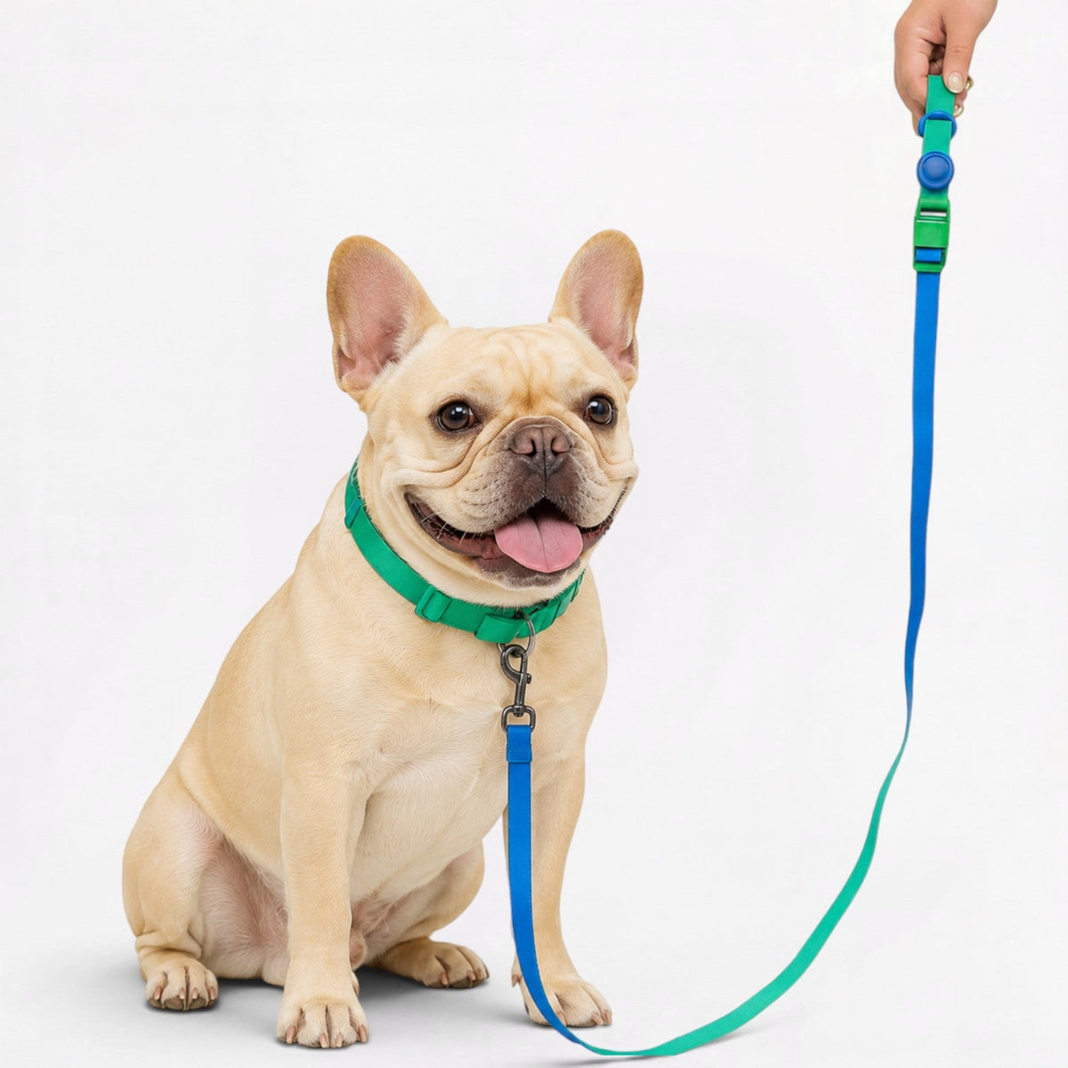 Frenchie collar and leash that wipe clean after wet or messy walks