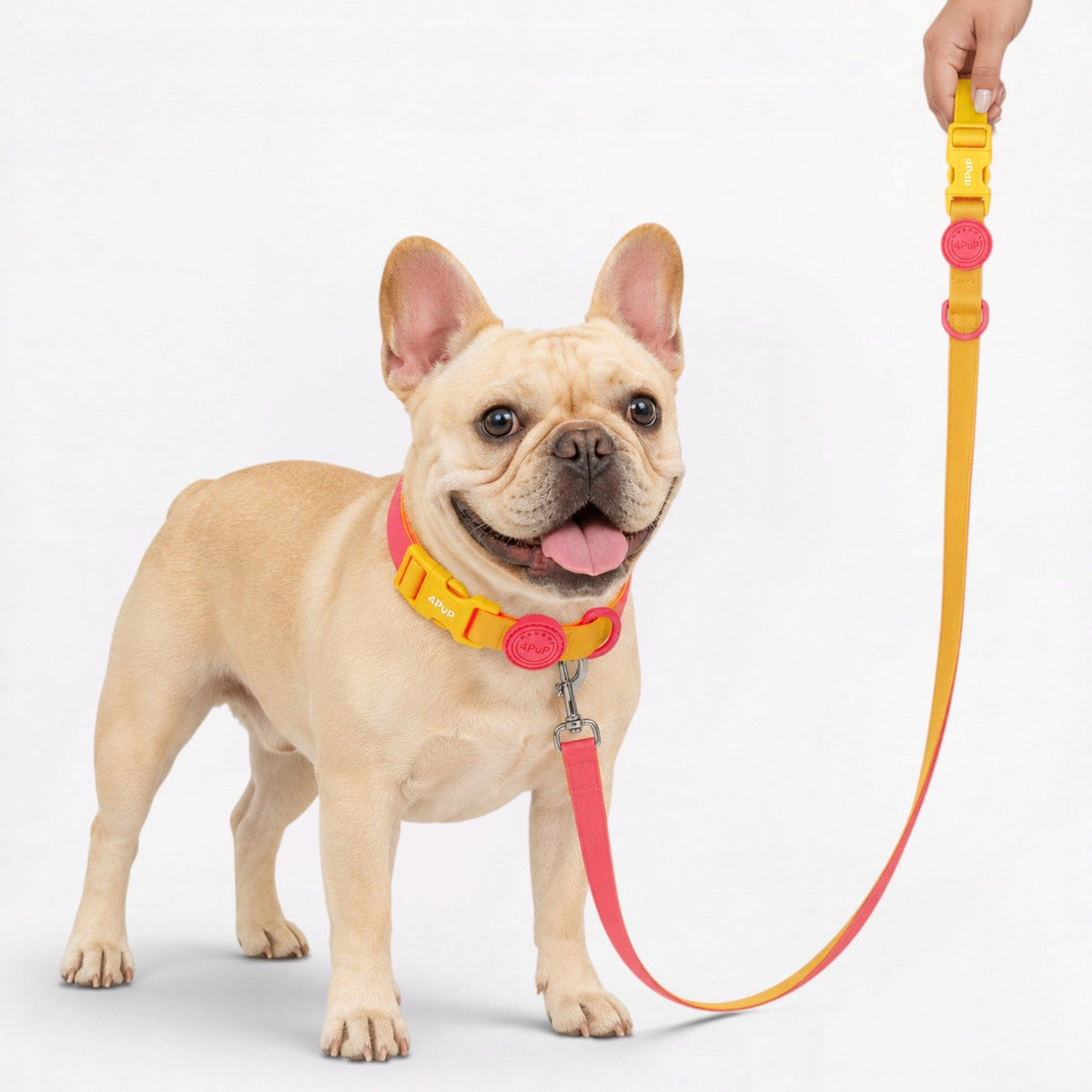 Frenchie collar and leash set in waterproof anti-fouling material