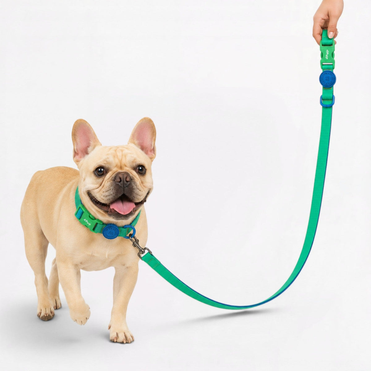 Frenchie collar and leash set with a wipe-clean waterproof surface