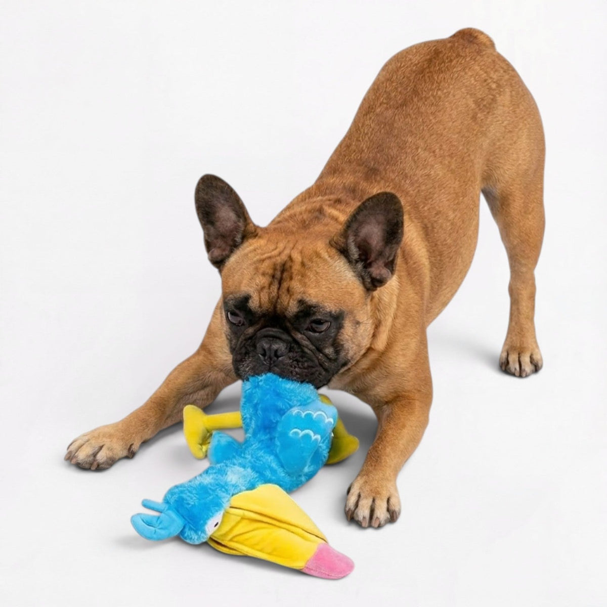 Plush squeaky bird toy for Frenchies with a hidden treat pocket