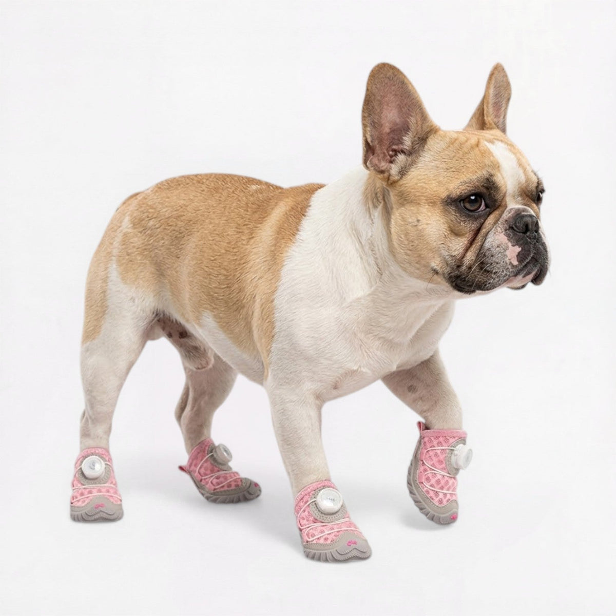 Flexible Frenchie summer shoes that protect paw pads from hot surfaces