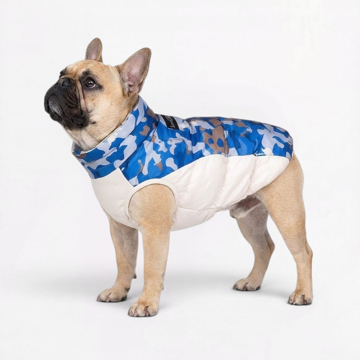 Frenchie camo jacket in padded cotton with a built-in D-ring on the back for a leash