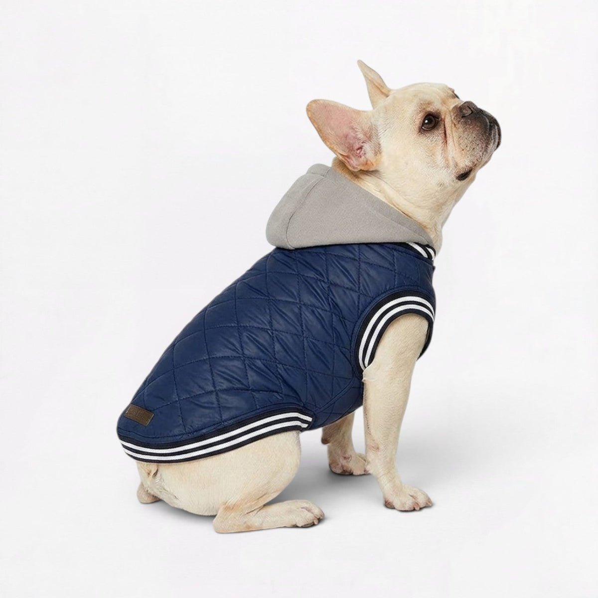 French Bulldog hooded jacket with elastic binding to hold it close at a wide chest
