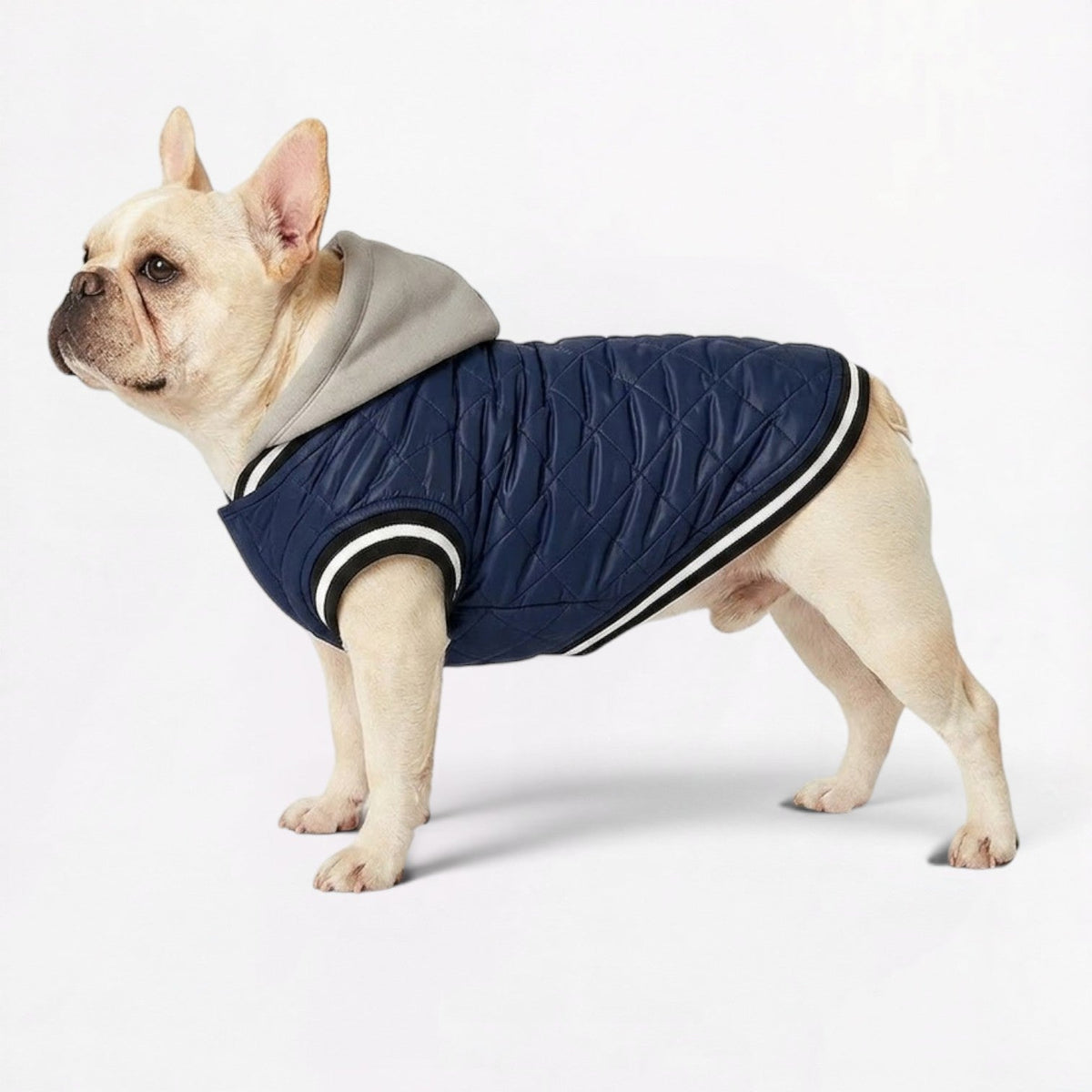 French Bulldog hooded winter jacket with a quilted shell and fleece lining