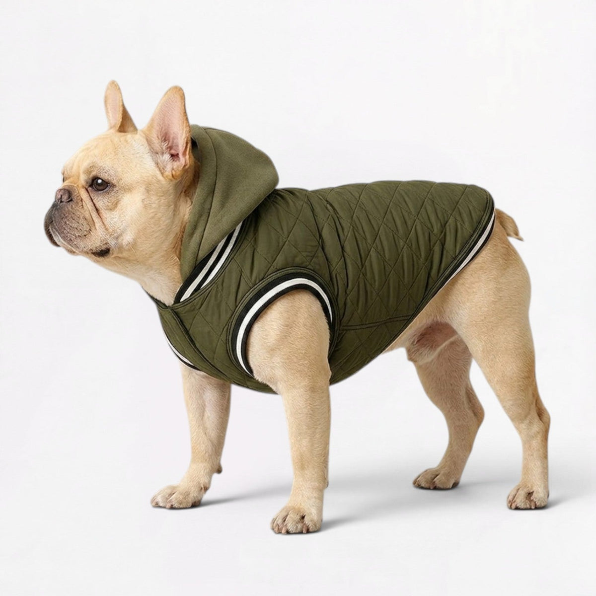 Quilted outer shell on a windproof French Bulldog winter jacket