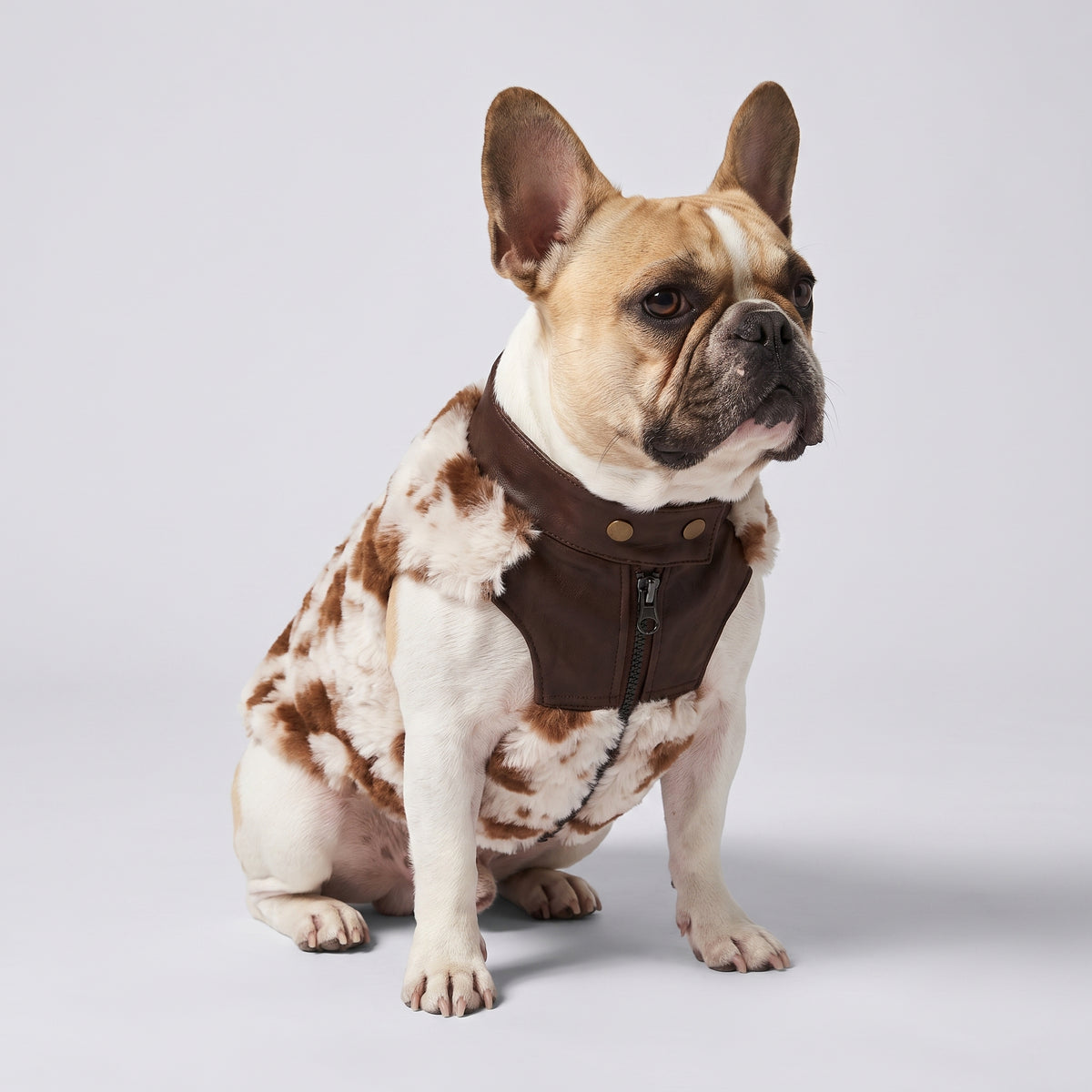 Frenchie Cow-Print Designer Coat