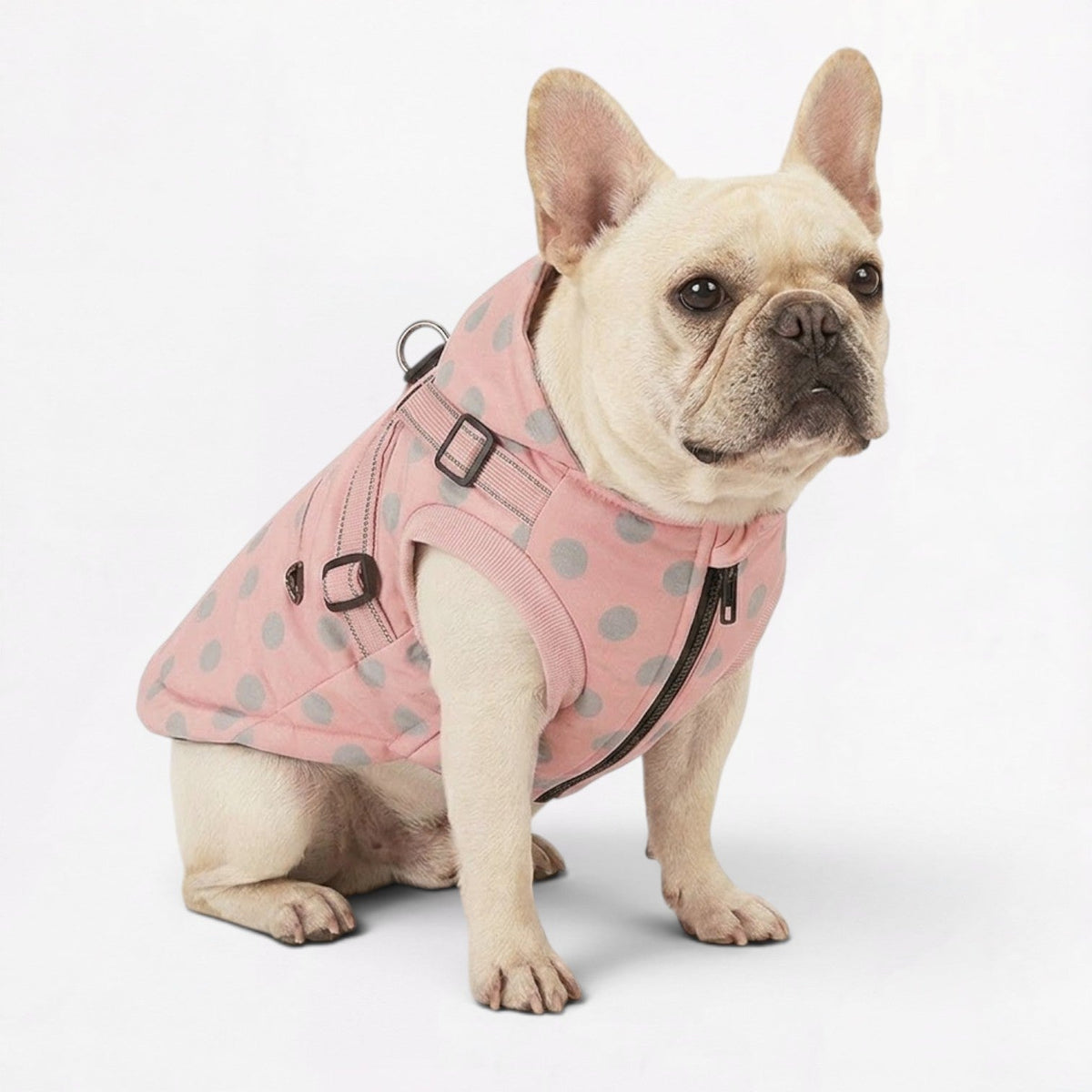 Polka dot French Bulldog jacket with a built-in harness and leash D-ring