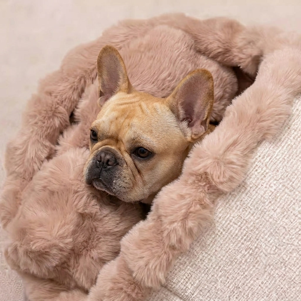 Frenchie-Enclosed-Cozy-Dog-Bed.jpg