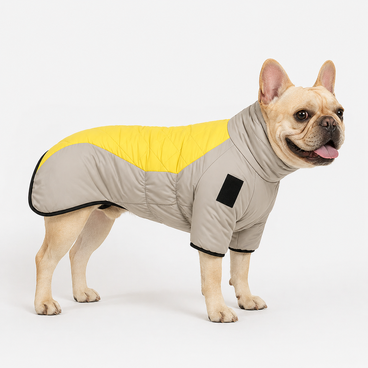 Rainproof French Bulldog winter jacket with an elastic belly panel and leg straps