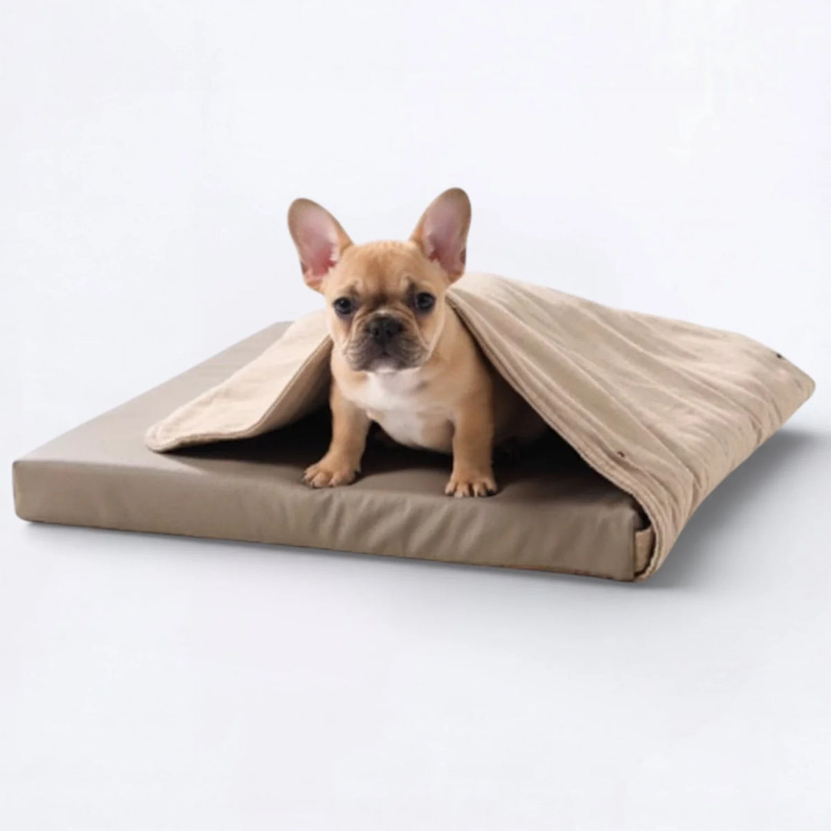 Frenchie-Foldable-Dog-Tent.jpg