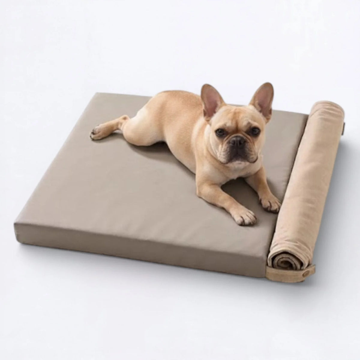 Frenchie-Foldable-Dog-Tent.jpg