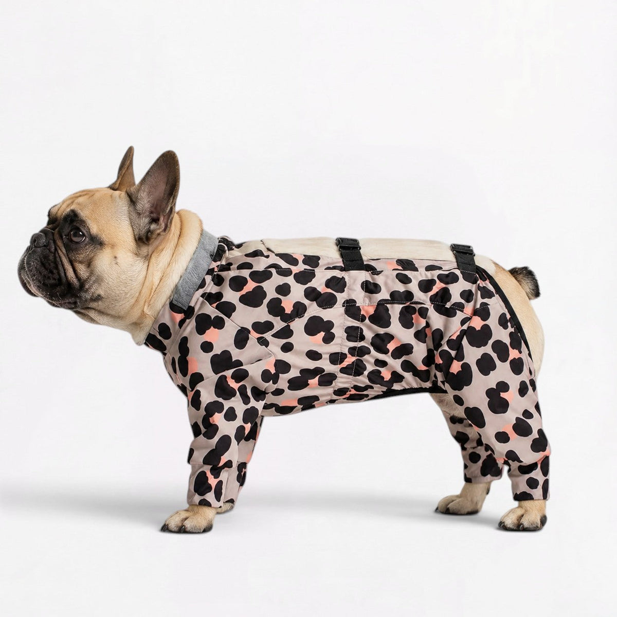 Waterproof full-body rain jumpsuit for French Bulldogs covering all four legs