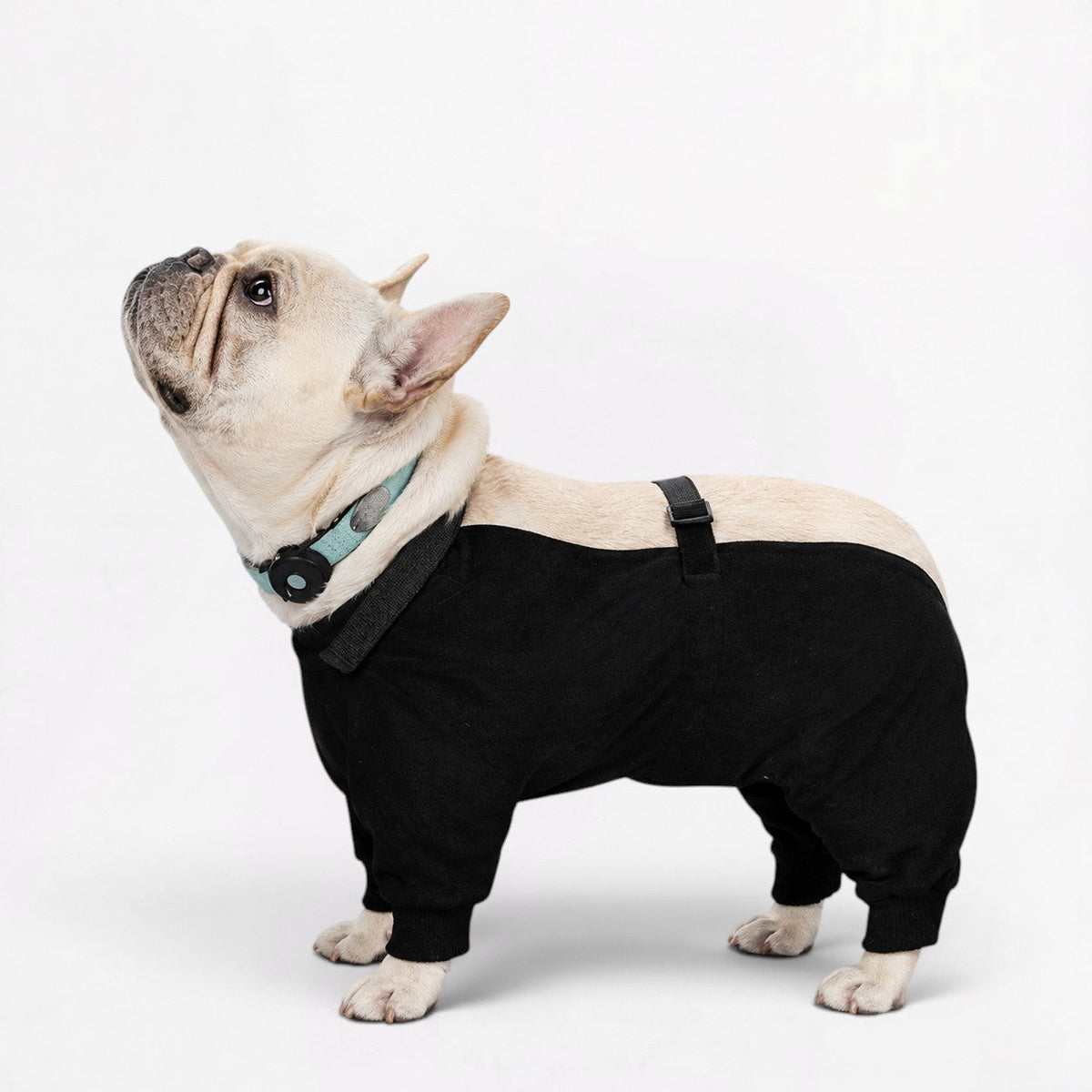 French Bulldog rain jumpsuit with an anti-dirty high-density coating