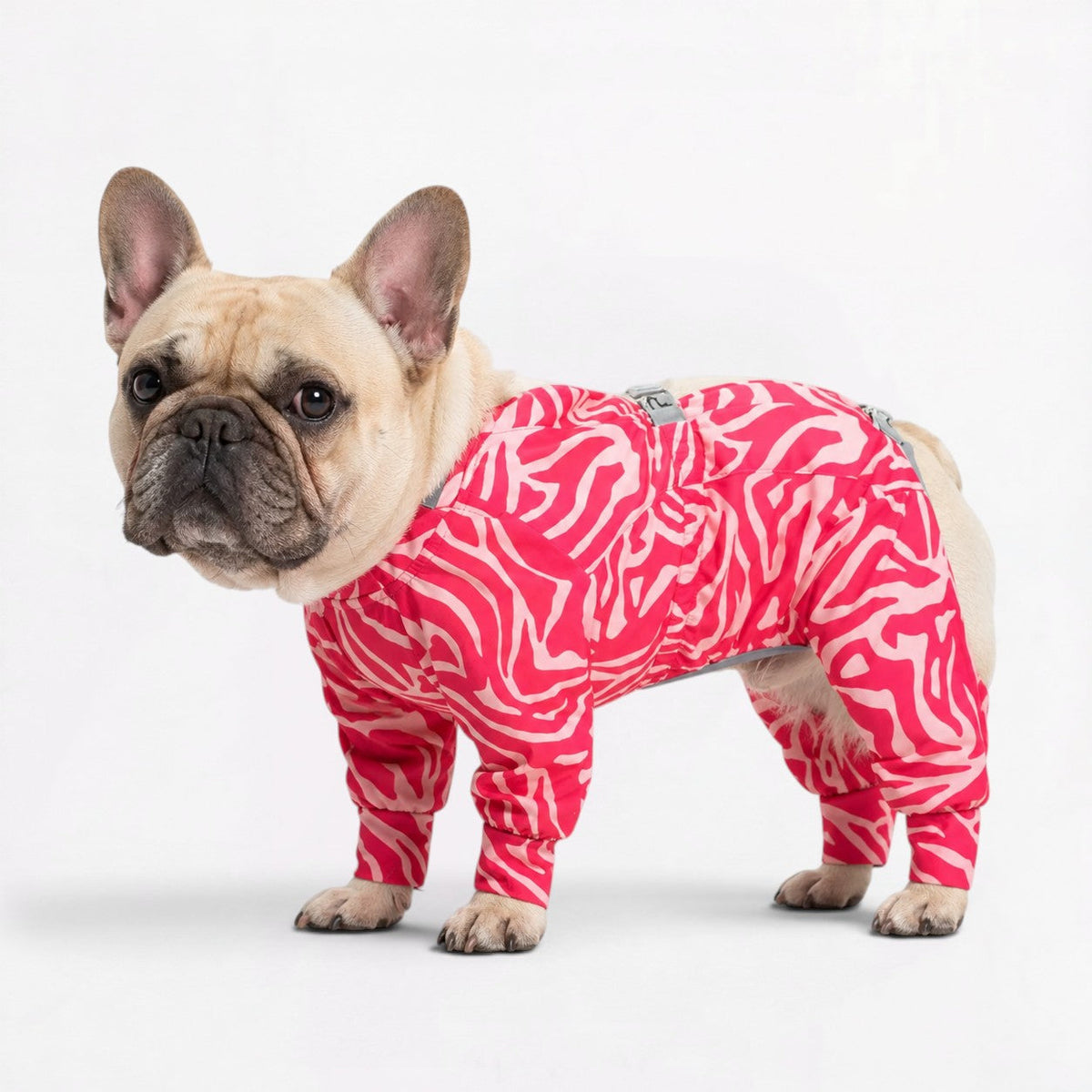 Waterproof full-body rain jumpsuit for French Bulldogs covering all four legs