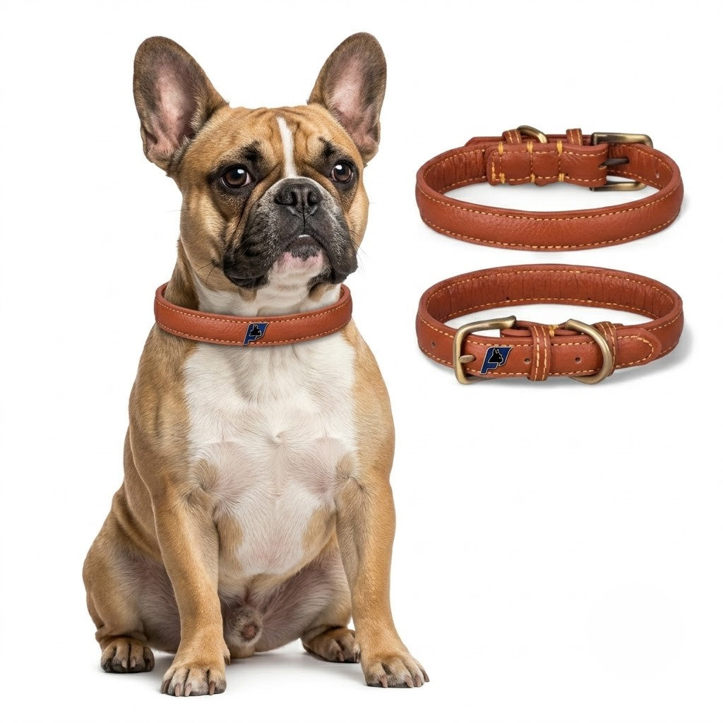Full-grain cowhide leather collar for French Bulldogs with brass-tone hardware