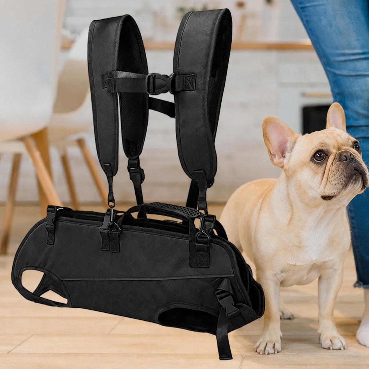 Full-body support carrier for older or mobility-limited French Bulldogs