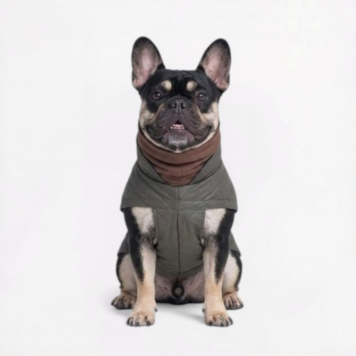 Quilted padded dog coat for French Bulldogs with a tall neck collar