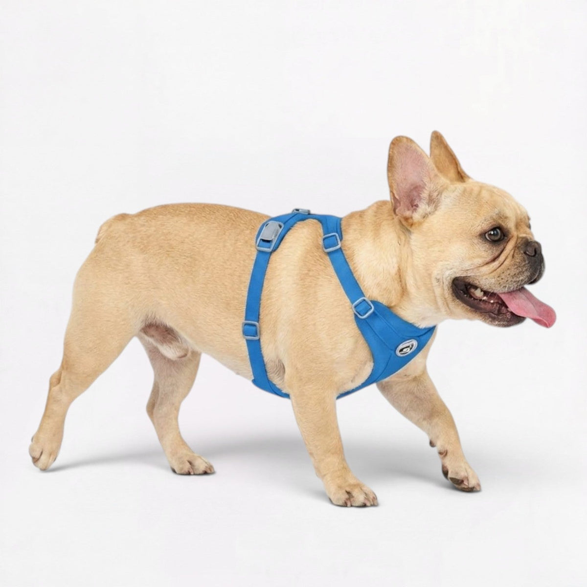 No-pull French Bulldog harness with two-point chest and belly adjustment