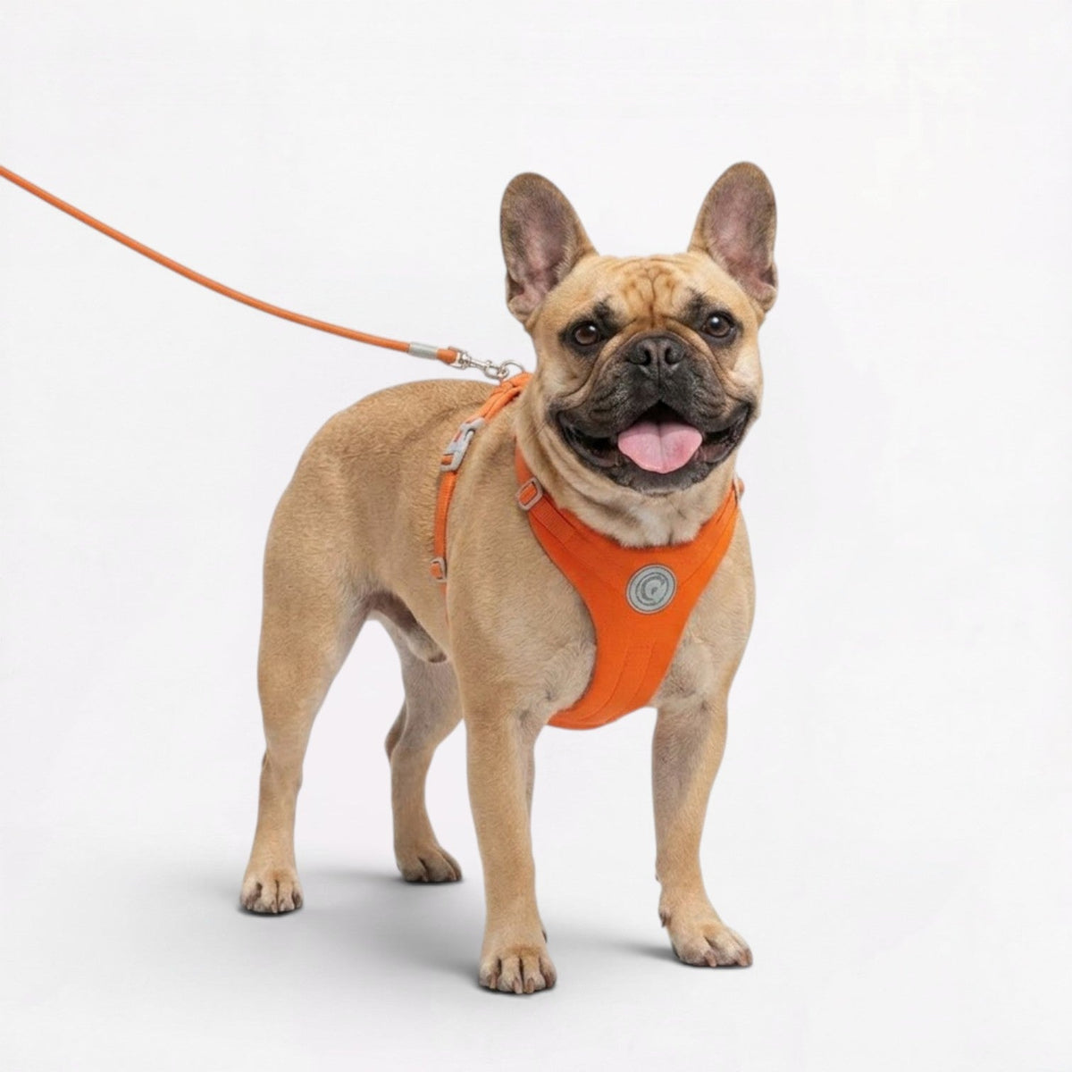 French Bulldog harness with a quick-release buckle for fitting over a short muzzle