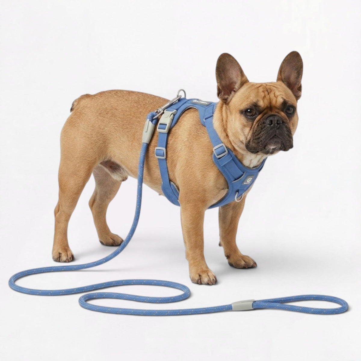 Reflective rope leash for French Bulldogs with an aluminium swivel clasp