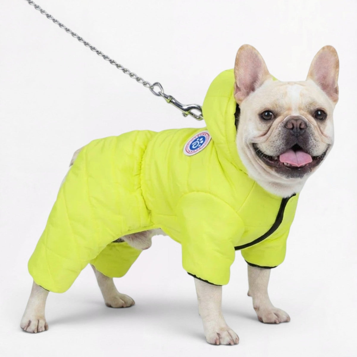 Hooded French Bulldog winter coat for wind and sleet around the neck and head
