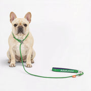 Frenchie slip lead in braided climbing rope with a padded cotton handle