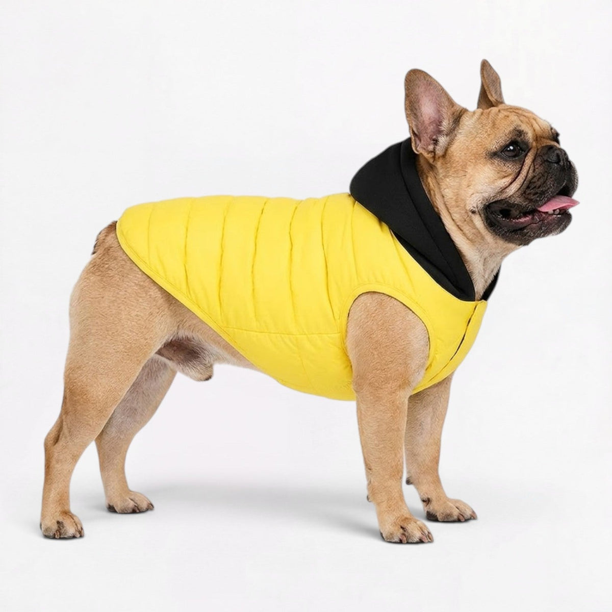 Frenchie quilted hooded vest in Olive with a padded interior